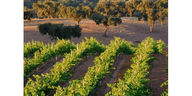 vinhos do alentejo
