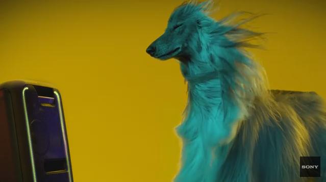 sony cães