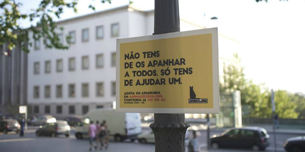 animais de rua 1