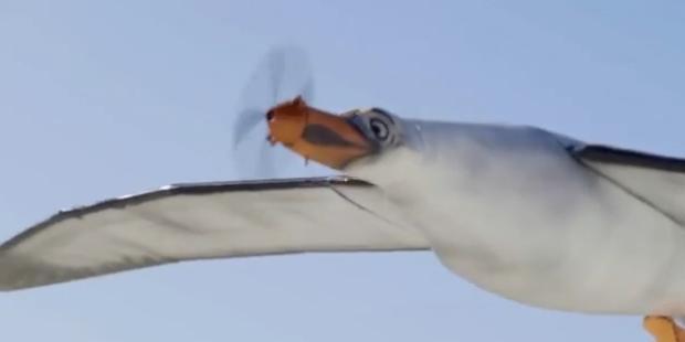 gaivota nivea