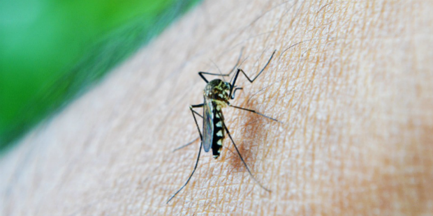 mosquito