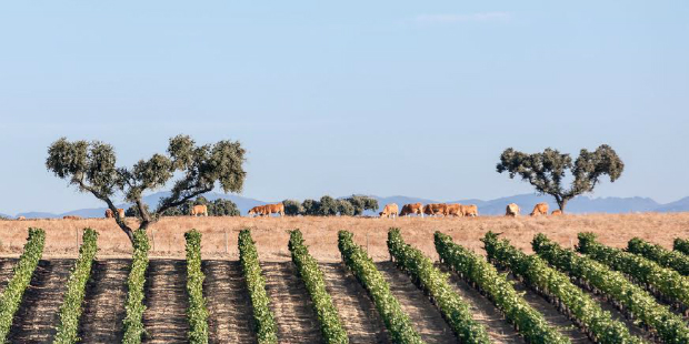 vinhos do alentejo