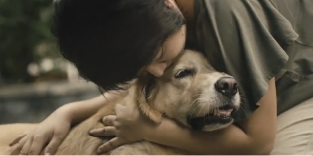 pedigree dia da mãe