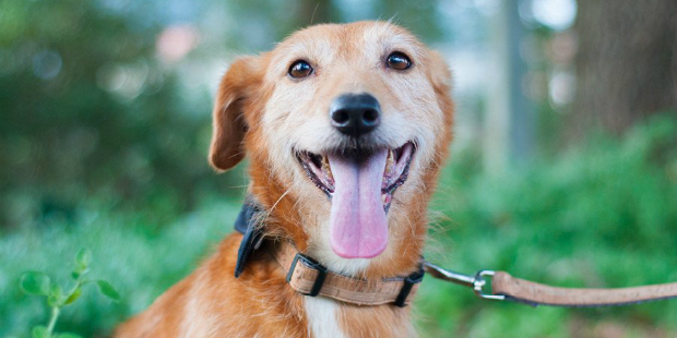 my-golden-pet-capa