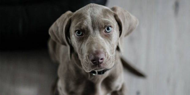 dog cão 1