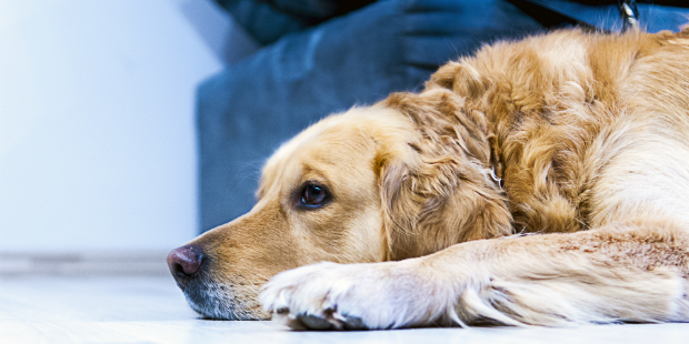 dog cão 1