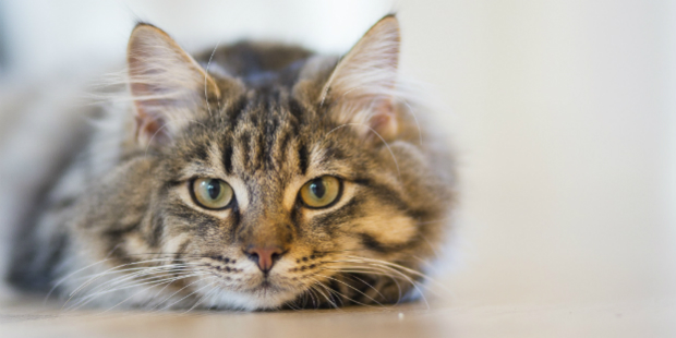 gato 1
