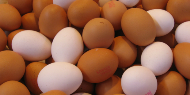 ovos 1