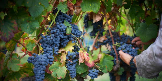 Global Wines