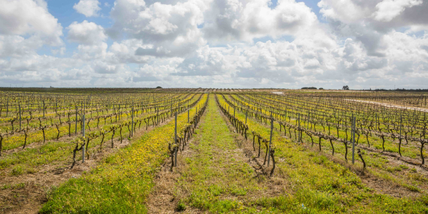 VINHOS DA PENÍNSULA DE SETÚBAL