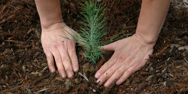 plantar árvore tree 1