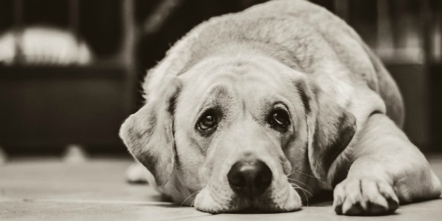 sad dog 1 cao