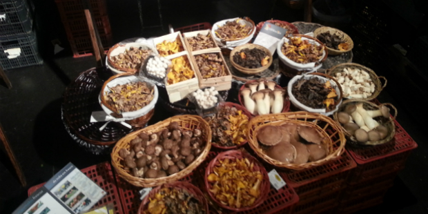 festival dos cogumelos chapito