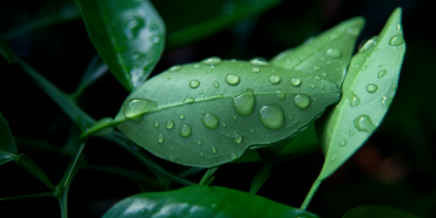 planta folha eco verde green ambiente 1