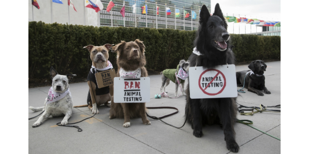 the body shop protesto animal 1