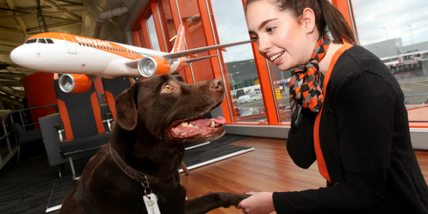 easyjet caes dog