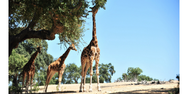 girafa badoca safari park