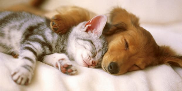 cão e gato 1