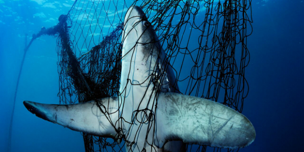 Photos by Brian Skerry National Geographic