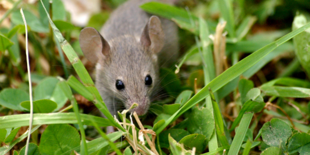 rato 1