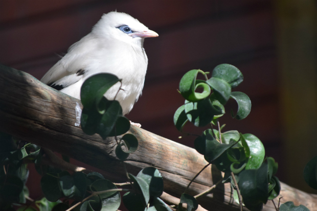 Jardim Zoológico anuncia nascimento de uma ave de canto quase extinta