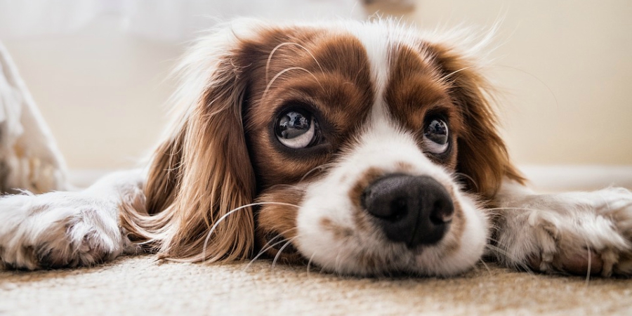 cão dog