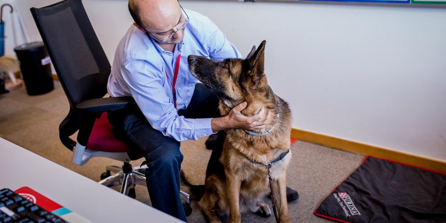 purina pets at work