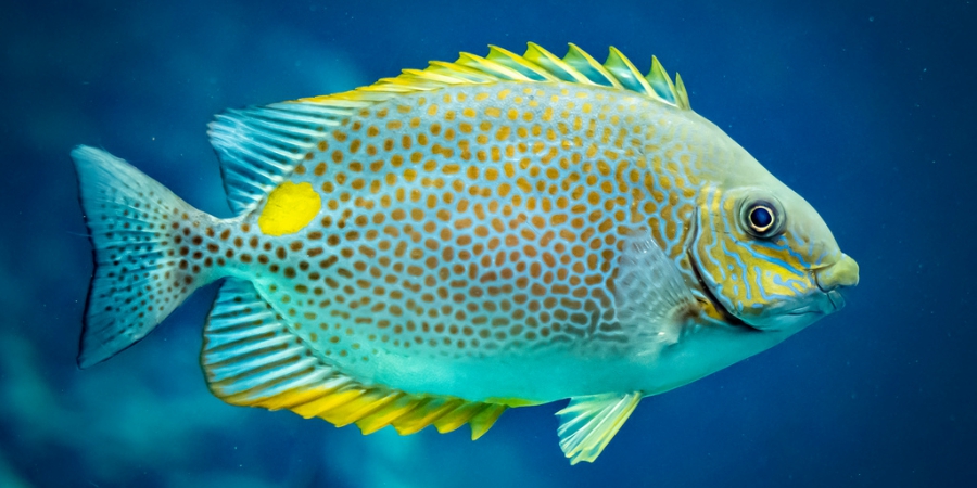 peixe fish