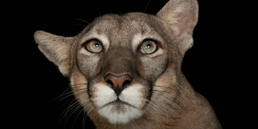 12_FloridaPanther_Pumaconcolorcoryi_Joel_Sartore_NationalGeographic_PhotoArk