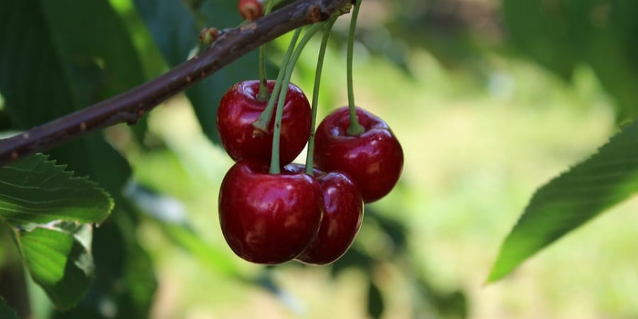 cereja