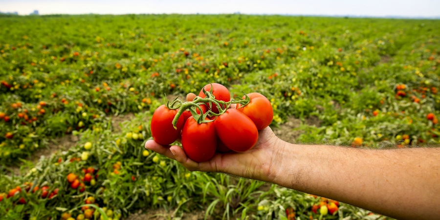 Crescimento tomate guloso