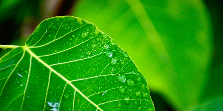 folha verde ecologico natureza