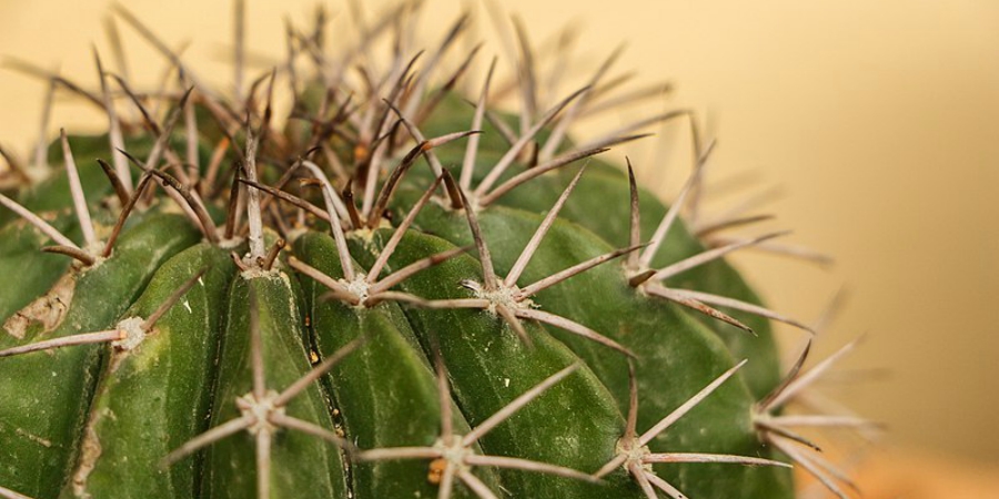 cacto cactos