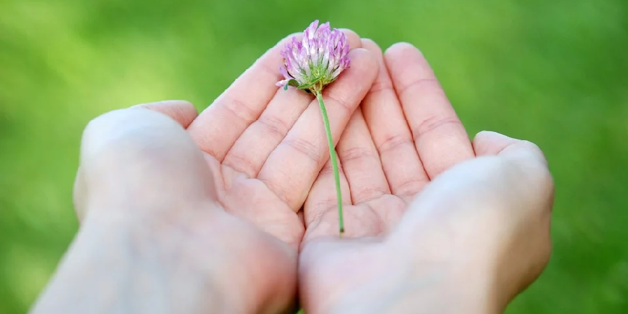 flor maos dar