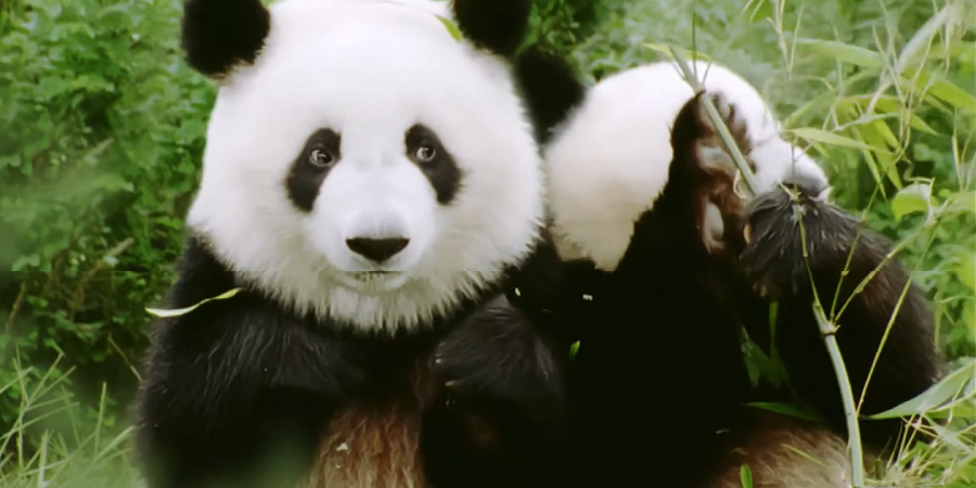 betclic ano novo chines