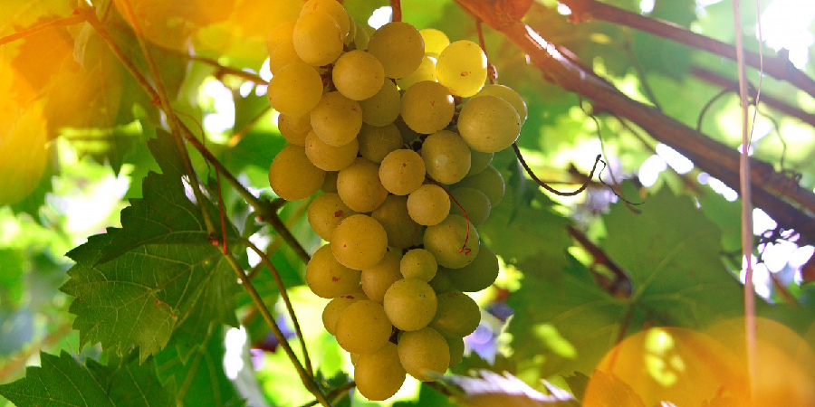 uvas vinha