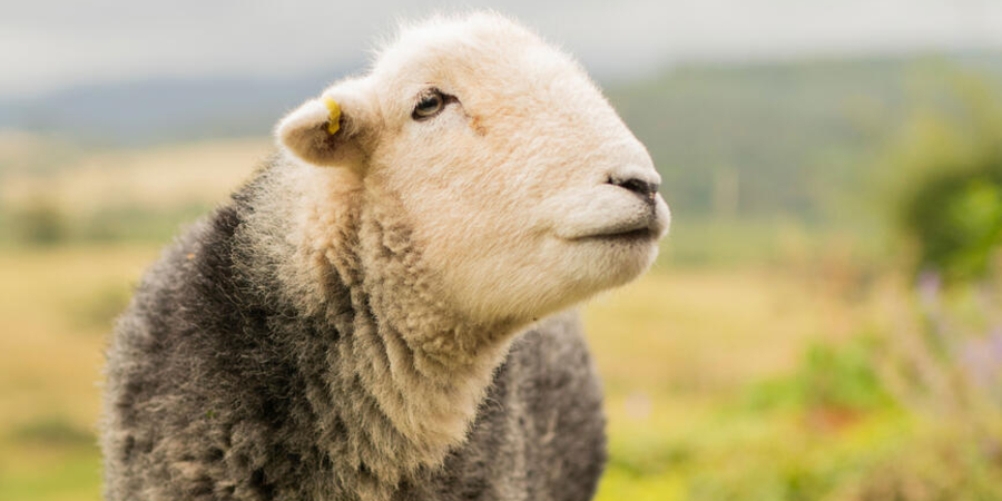 1321334_Airbnb_meditation sheep