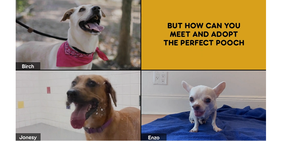 dogs on zoom pedigree