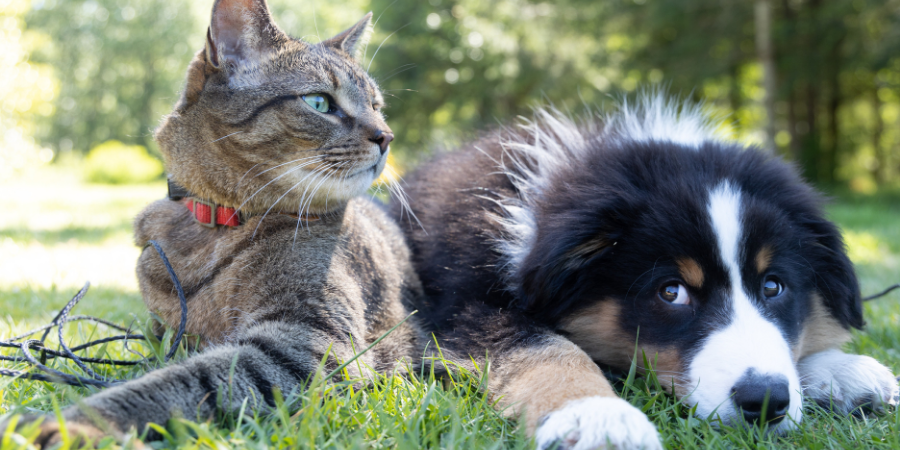 Intermarché volta a apoiar animais abandonados com campanha nos supermercados