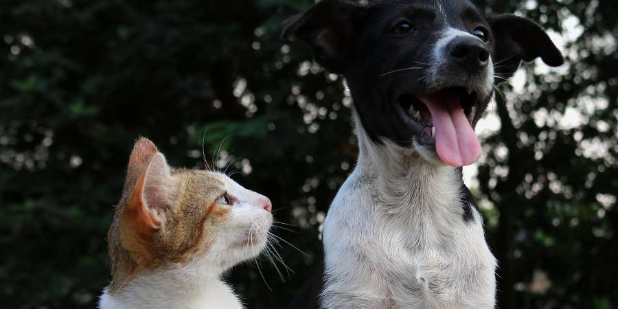 1,4 milhões de portugueses compra snacks para os seus cães e gatos