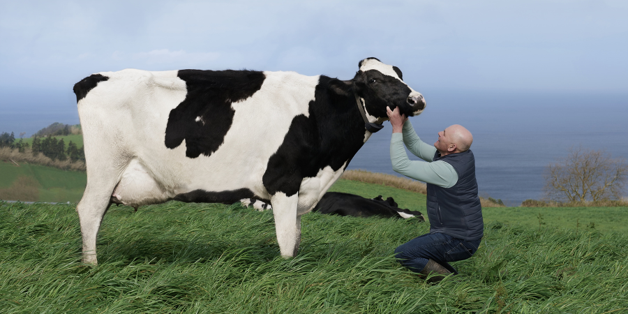 Quer ver TikTokers a ordenhar as Vacas Felizes do Sr. Eduardo? Vai acontecer no bootcamp de Terra Nostra