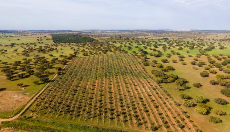 VilaGaleClubeCampo_Herdade (3)