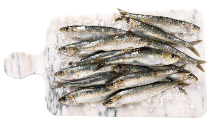 Sardinha fresca – 8,48 euros_kg (Continente)