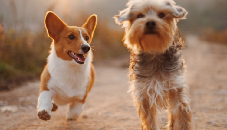 cão