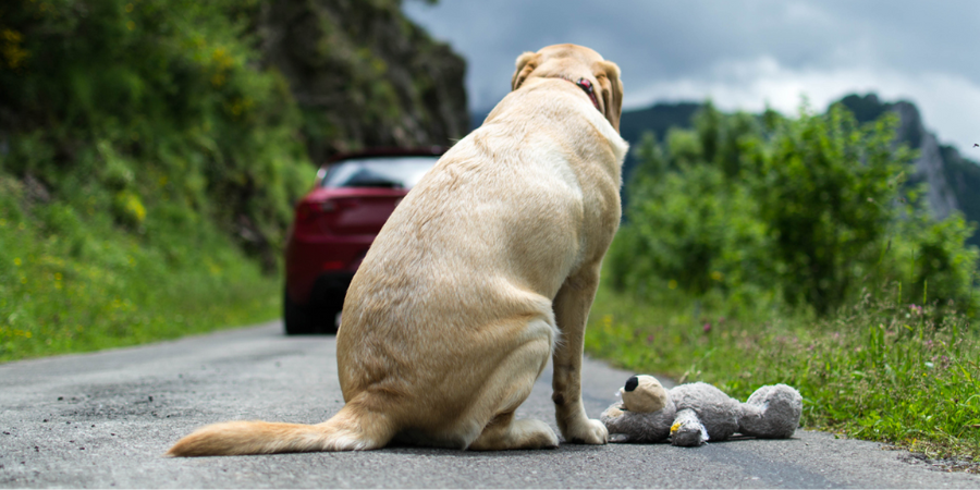 Animalife tem nova campanha para combater o abandono de animais nas férias