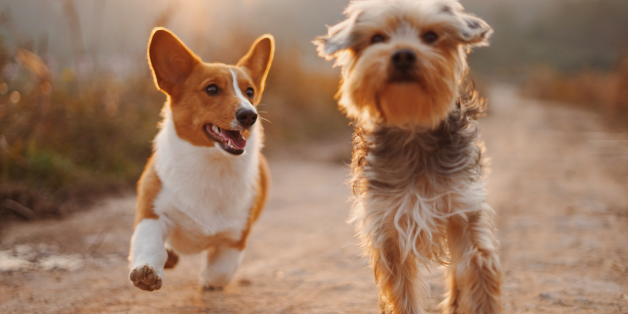 Os pets também sentem as subidas e descidas de temperatura. Sabe o que fazer?