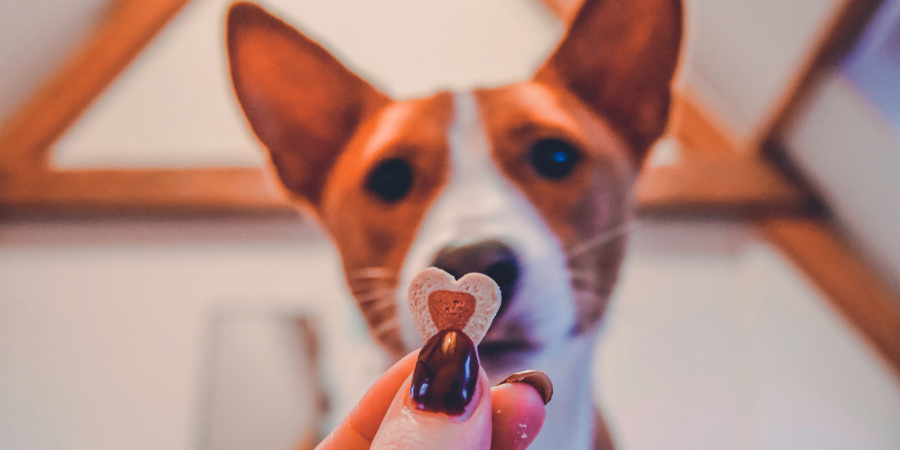 E se mimar o seu animal de estimação neste Dia dos Namorados com uma prenda especial?