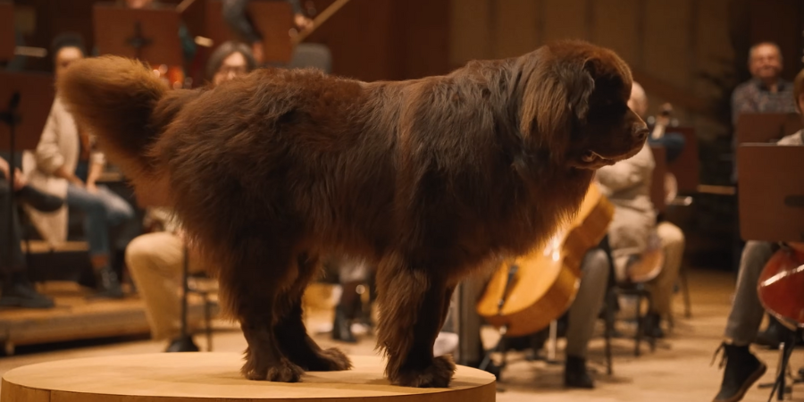 Esta orquestra é guiada pela cauda de um cão