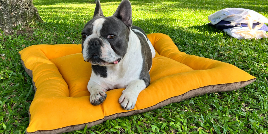 As novas camas para cães da Auchan são amigas do ambiente e feitas por reclusos