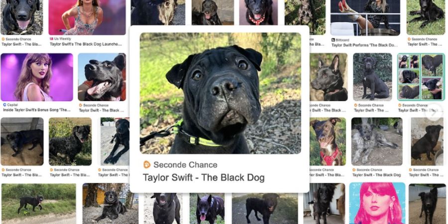 Efeito Taylor Swift: cães pretos para adoção ganham nova oportunidade com campanha original